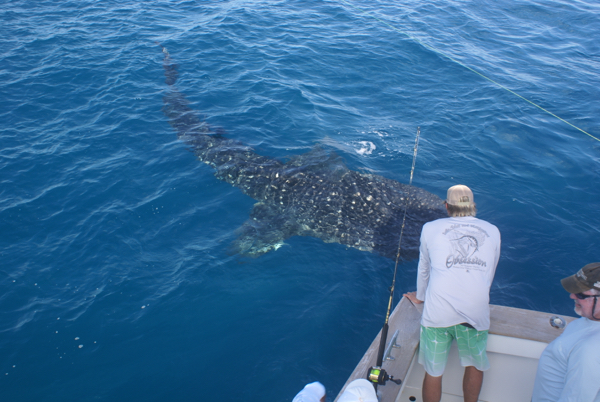 Fishing Outer Banks Obsession Captain Jeff Ross Outer Banks NC