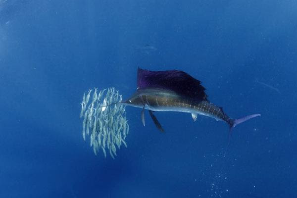 Fishing Outer Banks Obsession Captain Jeff Ross Outer Banks NC